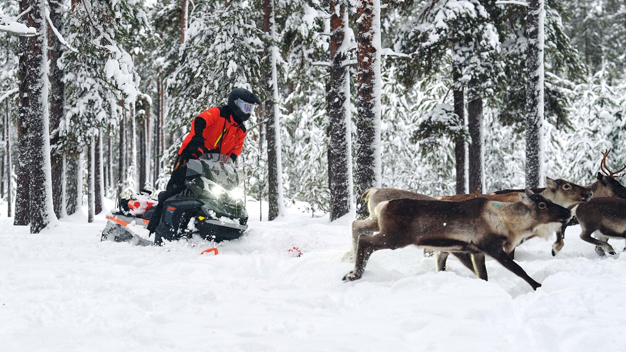 En mann gjeter reinsdyr med Lynx 49 Ranger PRO snøscooter.