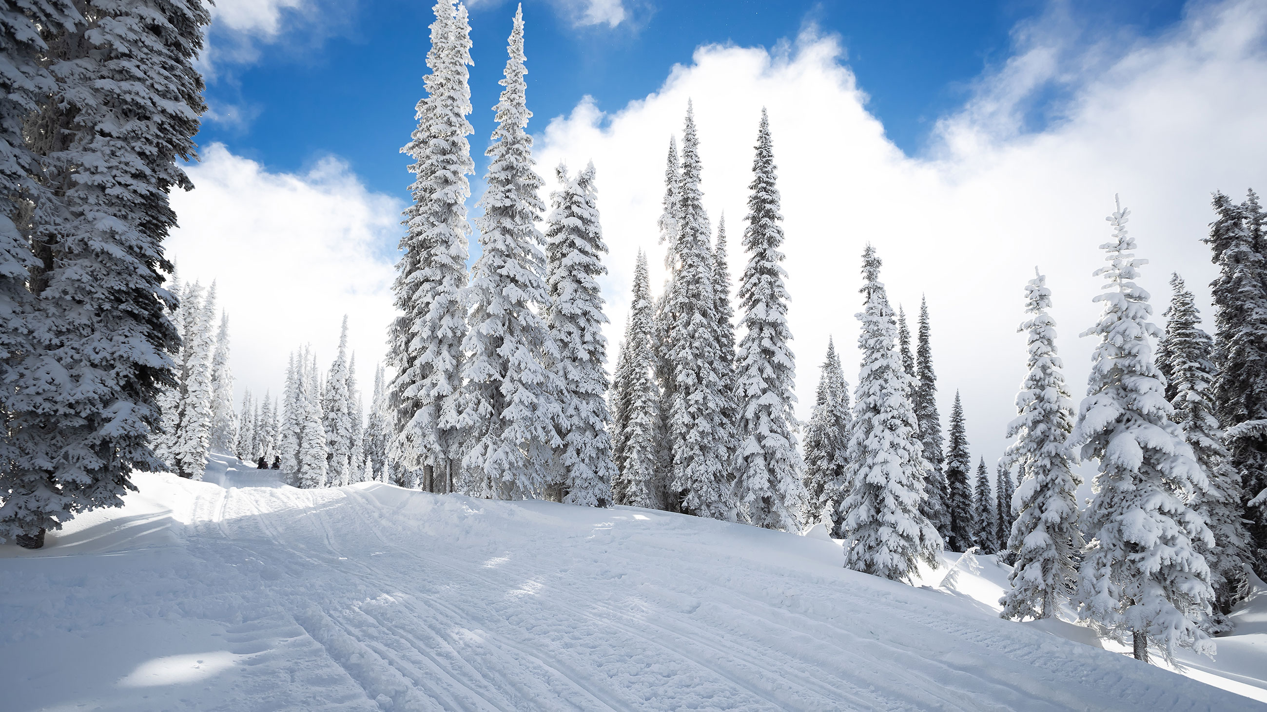 Snowmobile tracks in a snowy forest