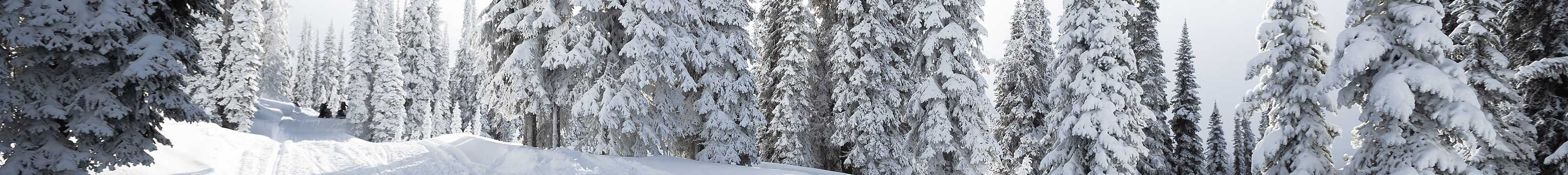 Snowy Trees